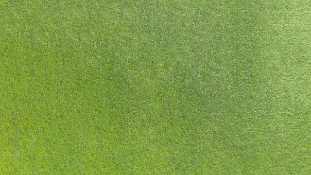 Green grass lawn texture background from top view for golf course turf with grassy pattern for environmental backdrop