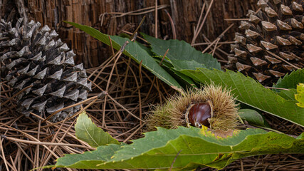 Two cones of pine and chestnut fallen on the forest floor