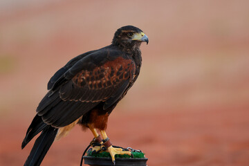 The Harris's hawk also known as the bay-winged hawk or dusky hawk in the Arabian desert in United Arab Emirates