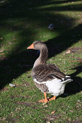 A grey goose standing in a grassy area, its head turned to look over its shoulder