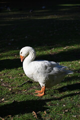 Naklejka na ściany i meble A white goose, with striking blue eyes, side-on as it points its head down while standing on a sunny patch of grass amongst shadows