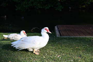 Obraz premium Plump Muscovy duck standing in a grassy area beside a lake, while another Muscovy duck relaxes in the background