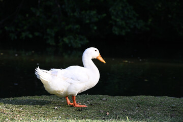 Naklejka na ściany i meble Side-on shot of a bright white duck with orange beak and legs standing in a grassy area beside a lake