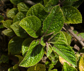 Feuilles d'héliotrope à Mane; Alpes-de-Haute-Provence, France