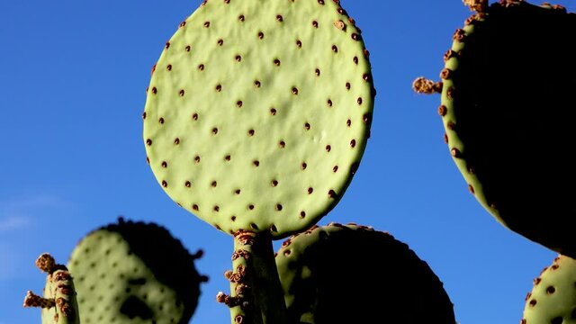 Cacti  long-spined purplish prickly pear (Opuntia macrocentra) against the blue sky. Arizona, USA