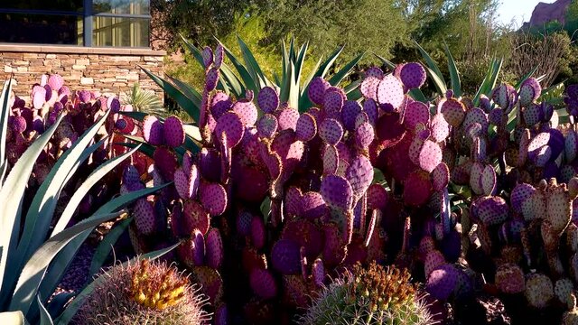 Different types of prickly pear cacti, Agava and Ferocactus in a botanical garden in Phoenix, Arizona
