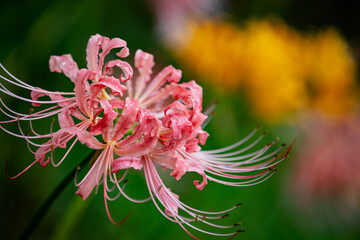 pink flower in the garden