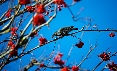 Starlings collecting rowan berries