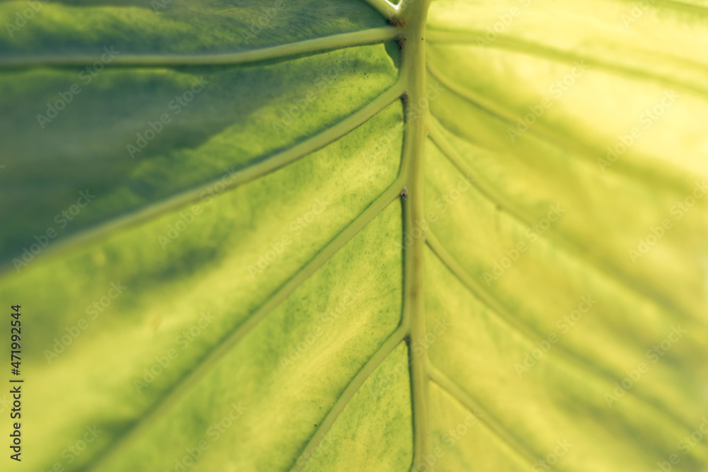 Poster close up beautiful green yellow leaf background texture. macro photography view..
