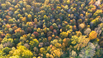Beautiful colored forest seen from above. Aerial drone footage of German forest in Munich in autumn