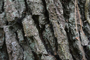 écorce d'arbre 1