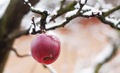 Red apple under the snow in the winter garden.