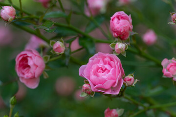 Pink rose flowers and rose buds. Flowering roses in the garden. Fresh, vibrant petals. Roses on blurry background. 