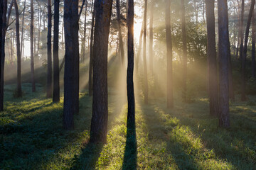 Fototapeta premium Section of park in autumn foggy morning backlit