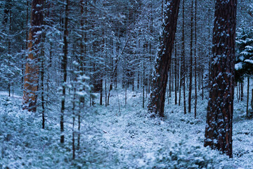 Winter landscape, snow in pine forest