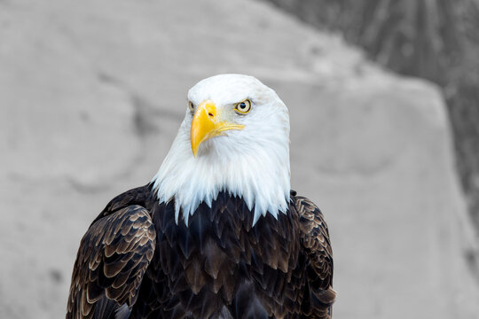 A bald eagle looks into the distance with a disapproving look. American eagle close-up.