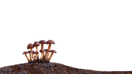 Tiny Mushrooms on ground or soil in rain forest (Macro shot), Isolated on white background with...