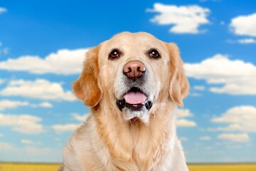 portrait of one dog looking at the camera with a blue sky in the background