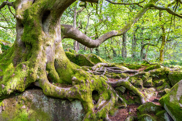 The roots of an old oak tree growing over and around the rocks and boulders of Padley Gorge, Peak District