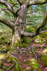 The roots of an old oak tree growing amid the rocks and boulders of Padley Gorge, Peak District