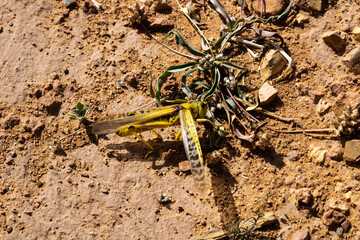 The desert locust, Schistocerca gregaria