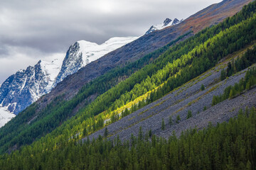 Alpine scenery with diagonal great snow mountain ridge coniferous forest and rocks under cloudy...