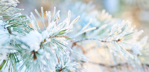 Young pine tree branch with a cone covered with hoarfrost, needles close-up. Evergreen coniferous...