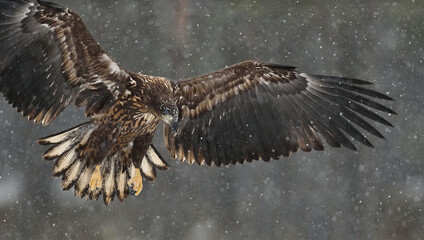 Eagle in flight at snowfall