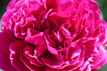 Close-up of English rose blossom named Falstaff (South Germany)