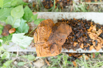 gathered or foraged chaga mushroom wild birch tree parasitic fungus or fungi it is used in alternative medicine for brewing healing tea for treatment covid-19. cleaned chaga and leaves. top view