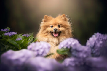 Pomeranian german spitz with purple with hydrangeas