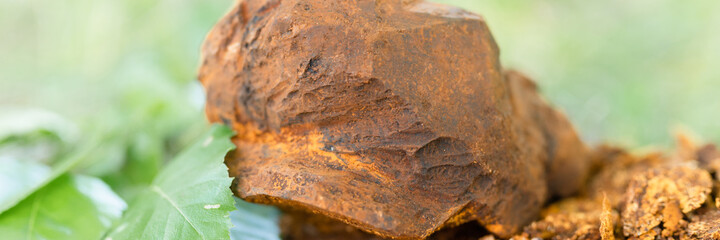 gathered or foraged chaga mushroom wild birch tree parasitic fungus or fungi it is used in alternative medicine for brewing healing tea for treatment covid-19. cleaned chaga and leaves. banner