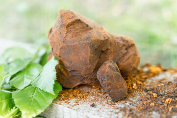 gathered or foraged chaga mushroom wild birch tree parasitic fungus or fungi it is used in alternative medicine for brewing healing tea for treatment covid-19. cleaned chaga and leaves on wooden board