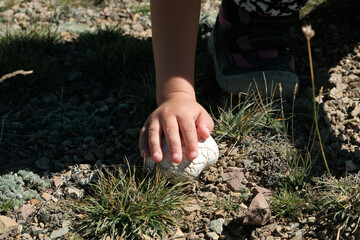 Hand of Little Girl Touching Champignon (Agaricus Tabularis) Growing in Highlands
