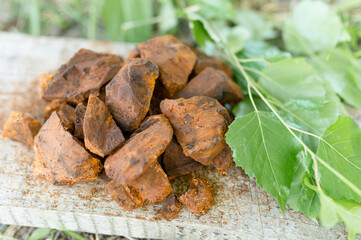gathered and foraged chaga mushroom wild birch tree fungus it is used in alternative medicine for brewing healing tea for treatment covid-19. cleaned and sliced chaga pieces and leaves on wooden board