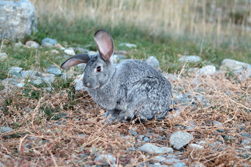 Cute Grey Rabbit Sitting on the Grass in Autumn Day. Pets and Animals Concept
