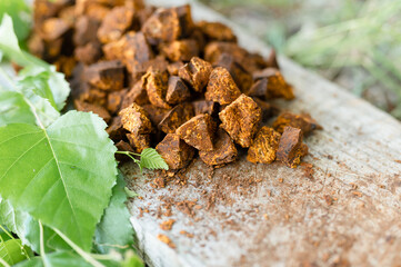 gathered and foraged chaga mushroom wild birch tree fungus it is used in alternative medicine for...