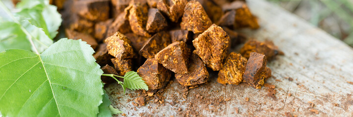 gathered and foraged chaga mushroom wild birch tree fungus it is used in alternative medicine for brewing healing tea for treatment covid-19. cleaned and sliced chaga pieces and leaves. banner