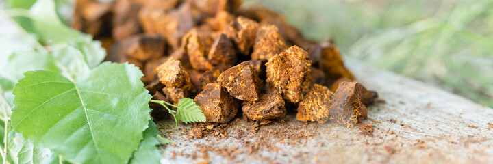 gathered and foraged chaga mushroom wild birch tree fungus it is used in alternative medicine for brewing healing tea for treatment covid-19. cleaned and sliced chaga pieces and leaves. banner