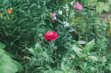 Beautiful pink zinnia flower. Close-up. Selective focus. Background. Texture. Zinnia flowers are dried and ground into a power for making tea