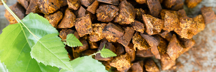 gathered and foraged chaga mushroom wild birch tree fungus it is used in alternative medicine for brewing tea for treatment covid-19. cleaned and sliced chaga pieces and leaves. top view. banner