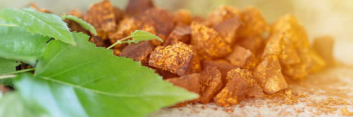 gathered and foraged chaga mushroom wild birch tree fungus it is used in alternative medicine for brewing healing tea for treatment covid-19. cleaned and sliced chaga pieces and leaves. banner. flare