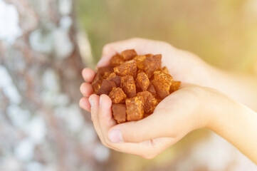 gathered and foraged chaga mushroom wild birch tree fungus it is used in alternative medicine for brewing tea for treatment covid-19. children hands holding cleaned and sliced chaga pieces. flare