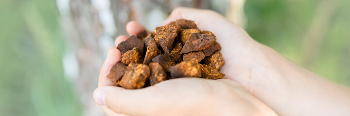 gathered and foraged chaga mushroom wild birch tree fungus it is used in alternative medicine for brewing tea for treatment covid-19. children hands holding cleaned and sliced chaga pieces. banner