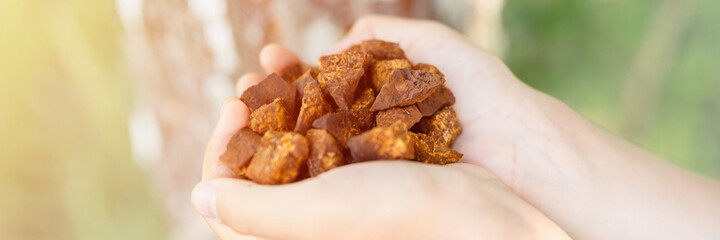 gathered and foraged chaga mushroom wild birch tree fungus it is used in alternative medicine for brewing tea for treatment. children hands holding cleaned and sliced chaga pieces. banner. flare