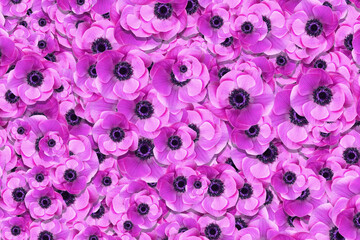 Close up detail of a mass of pink anemone flowers (coronaria) in full bloom in the spring sunshine