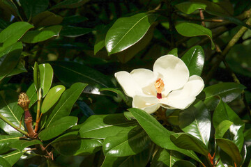 White Magnolia Graniflora flower in full bloom in the summer sunshine