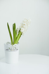 White hyacinth flower with green leaves in a white flower pot on a white table. Card with copy space