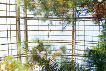 Glass ceiling in botanical tropical greenhouse with bright sunshine for tropic plants growing and evergreen flora leaves. Exotic orangery interior. Sun beams shining through glasshouse doom roof