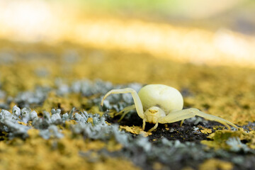 Yellow spider on the ground covered with yellow moss